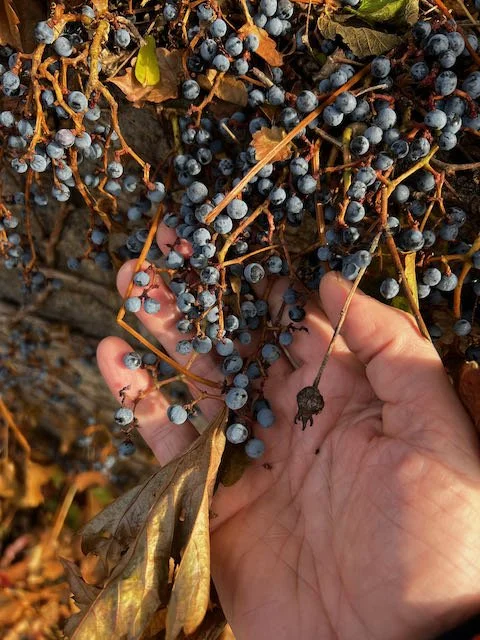 0718 - ivy berries