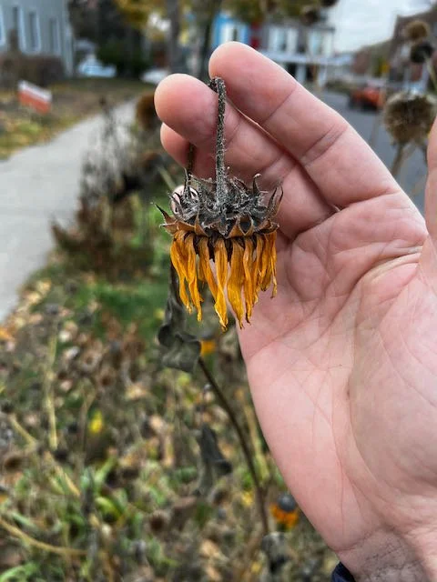 0724 - frozen sunflower