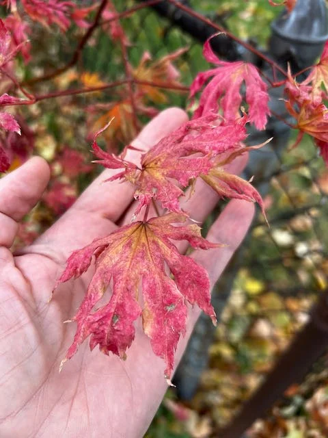 0743 - Japanese maple leaves