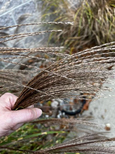 0754 - ornamental grass flowers