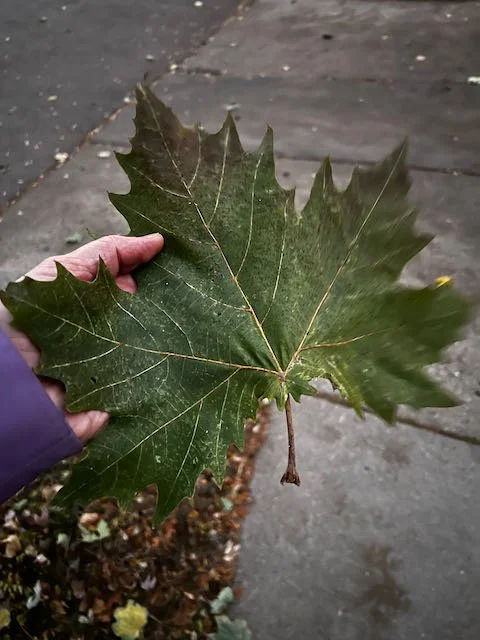 0759 - big leaf