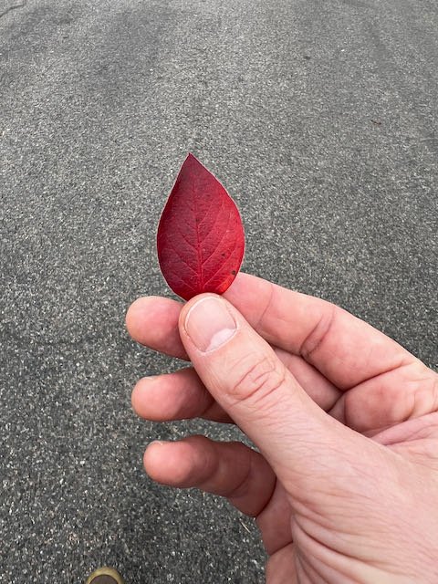 0772 - nice flame leaf