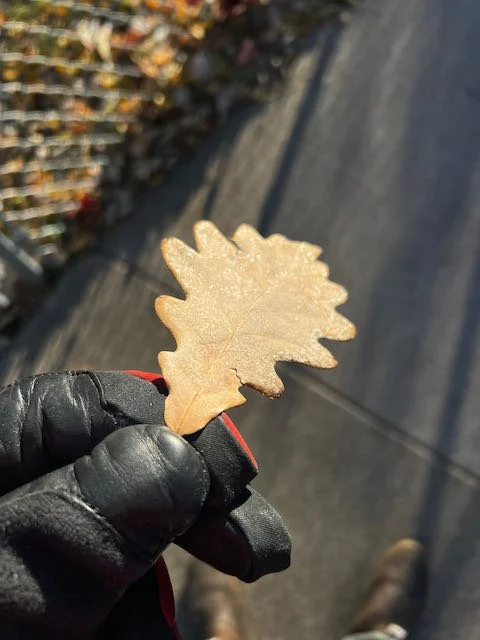 0790 - sparkly oak leaf