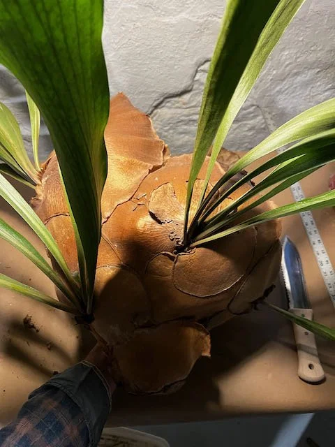 0793 - an old friend