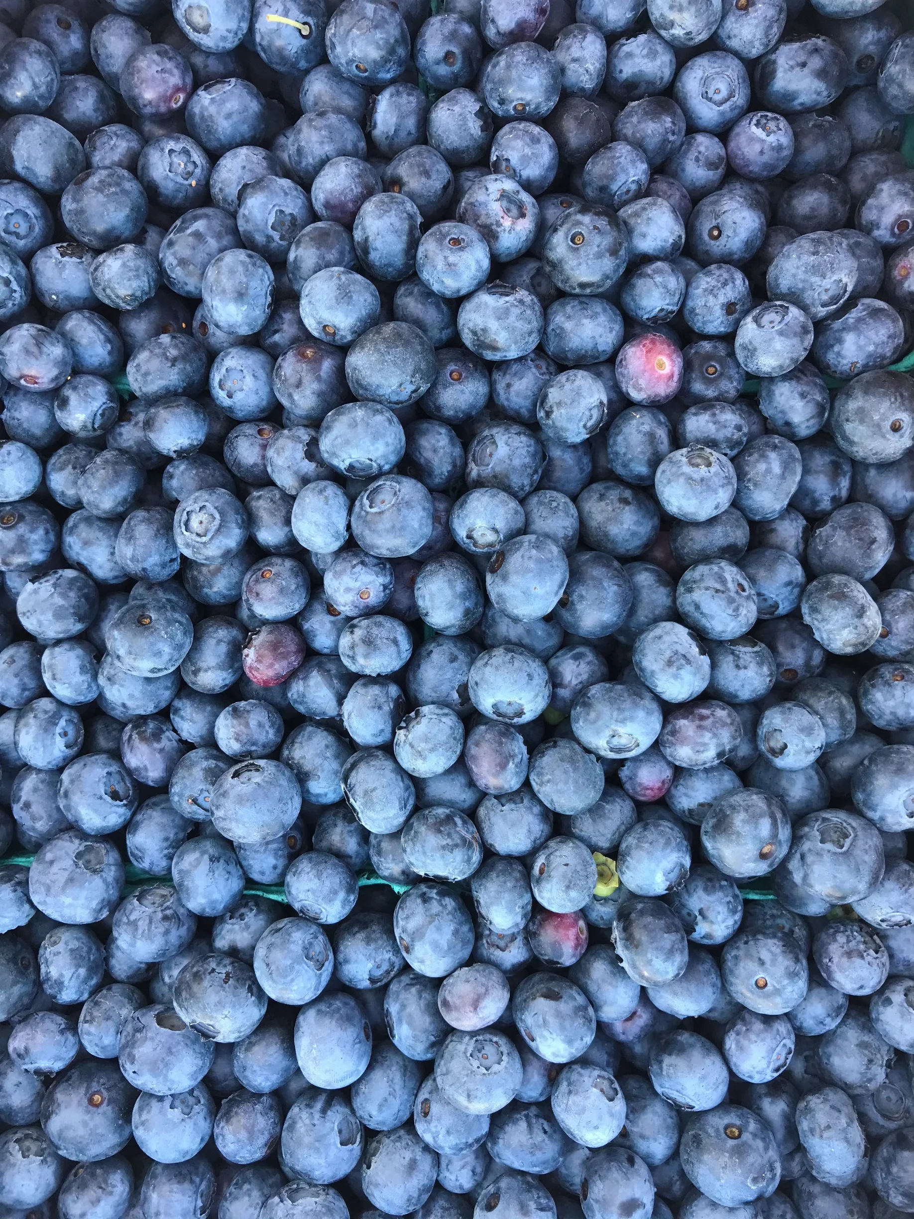 Blueberry.jpeg