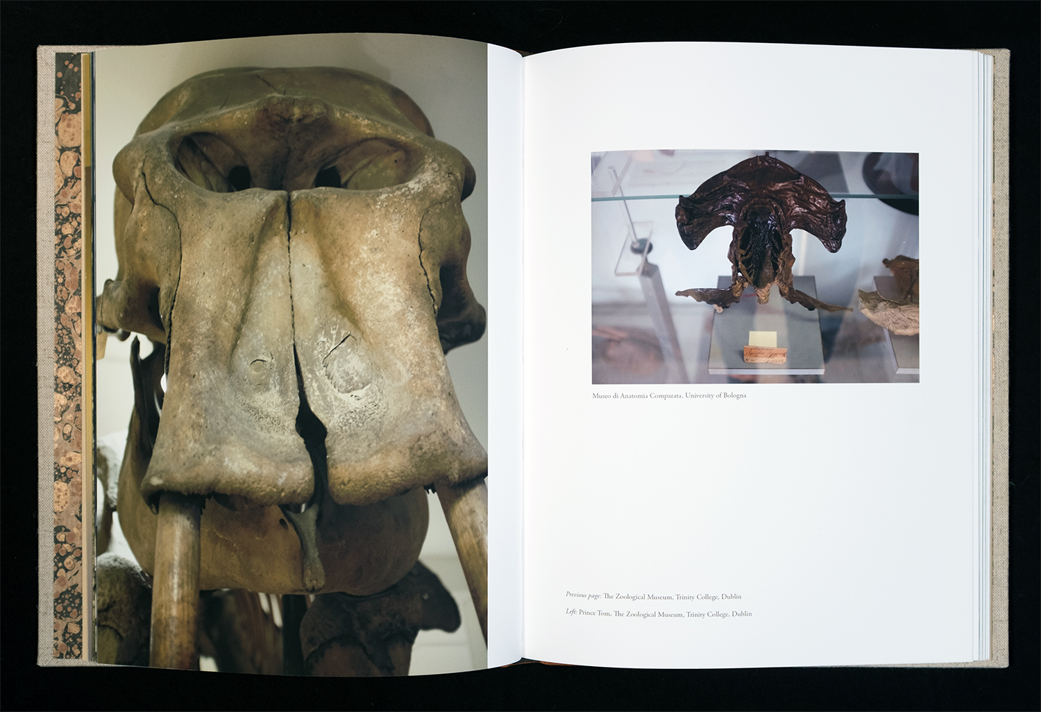 Zoology Collected , 2016, 11x8.5x.75, mixed materials, words and images by artist