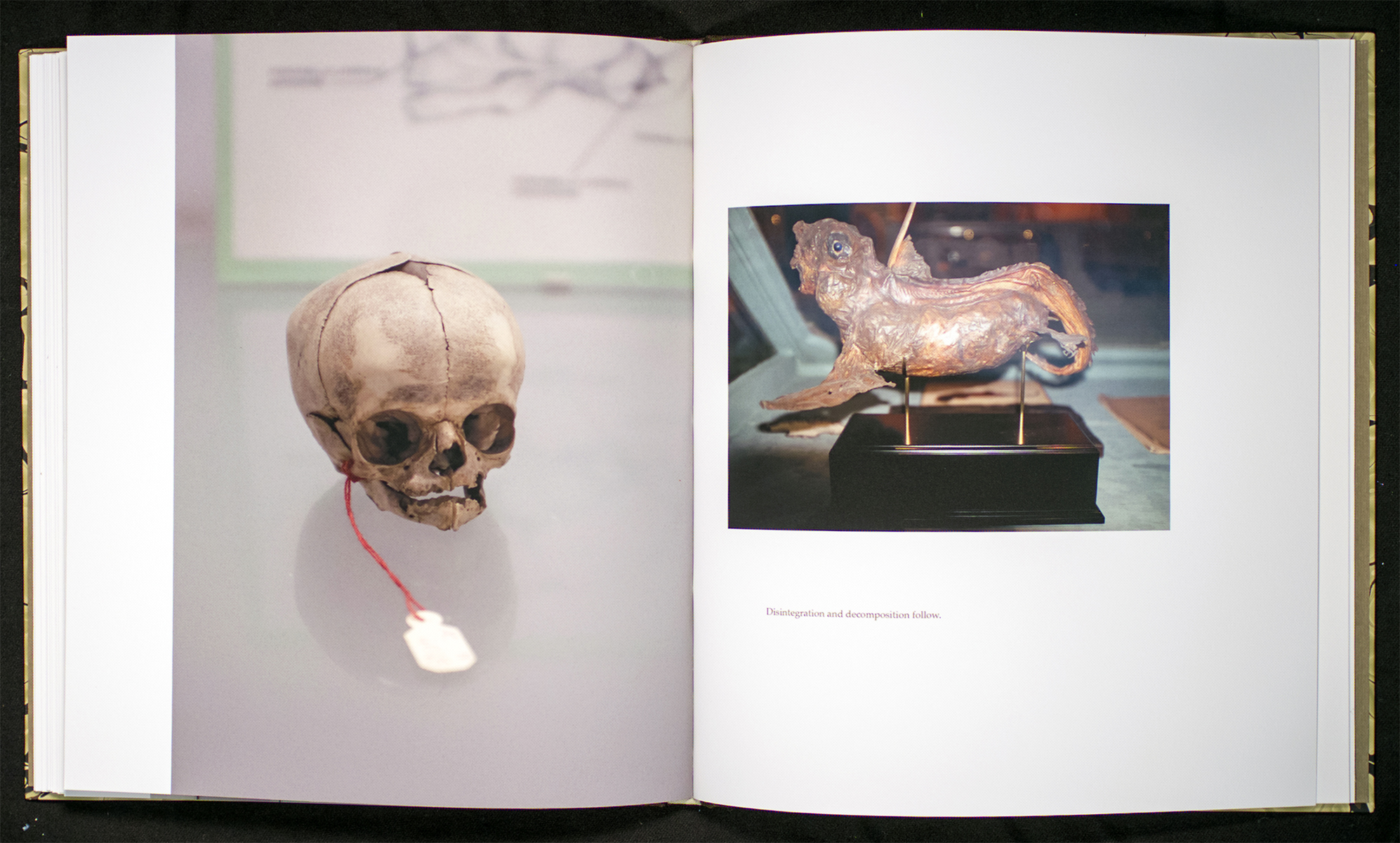 Growth and Decay , 2015, 9.25x8.25x.5, Mixed materials, words and images by artist