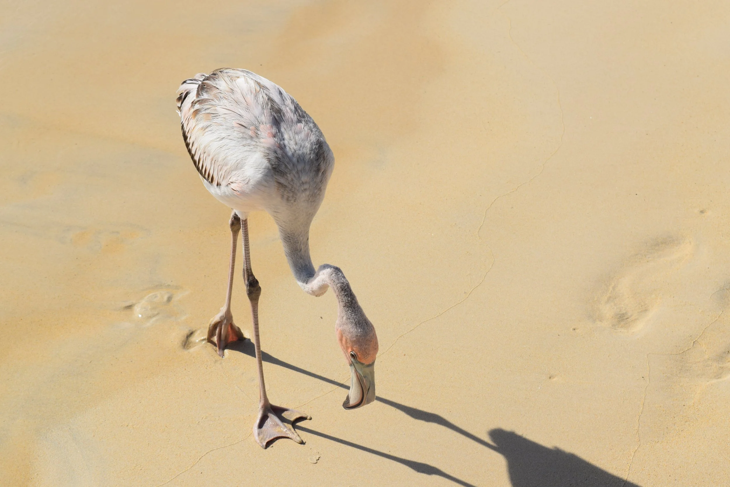 Baby Flamingo Chasing His Shadow by Lisa Toscani