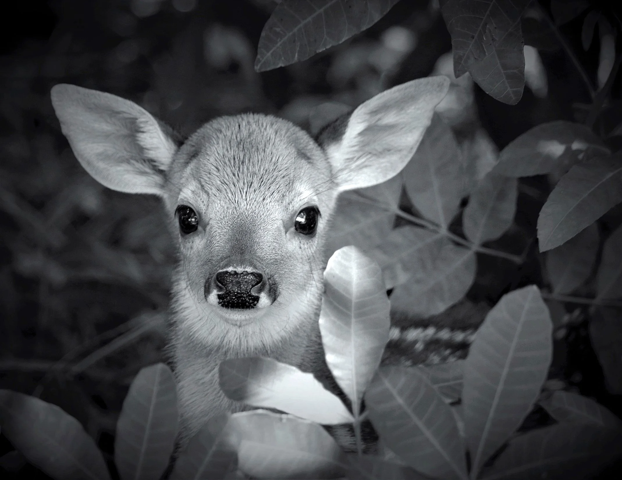 Innocence by Teri Hoisington
