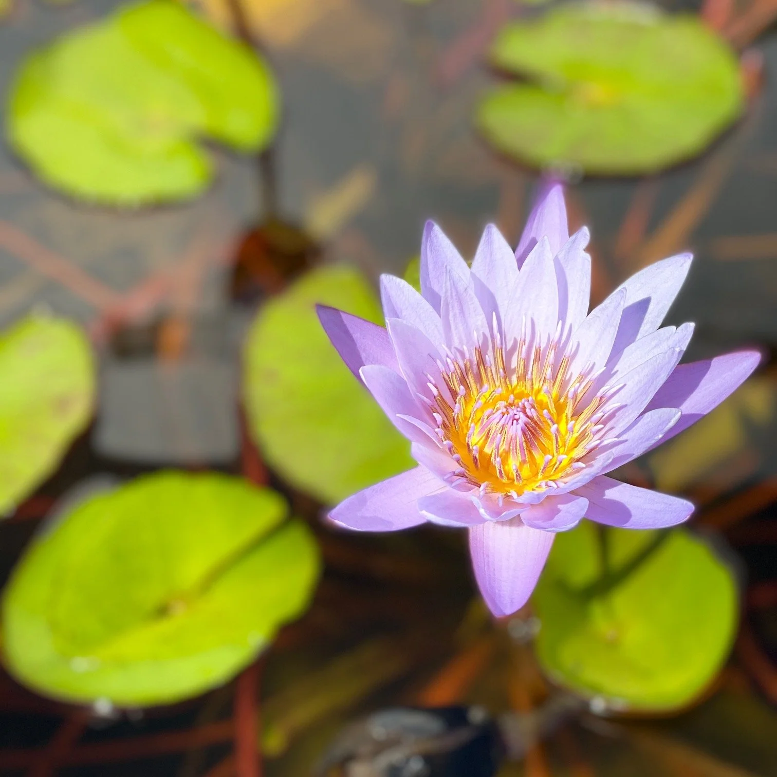 Lily Pond by Tarin Mohajeri