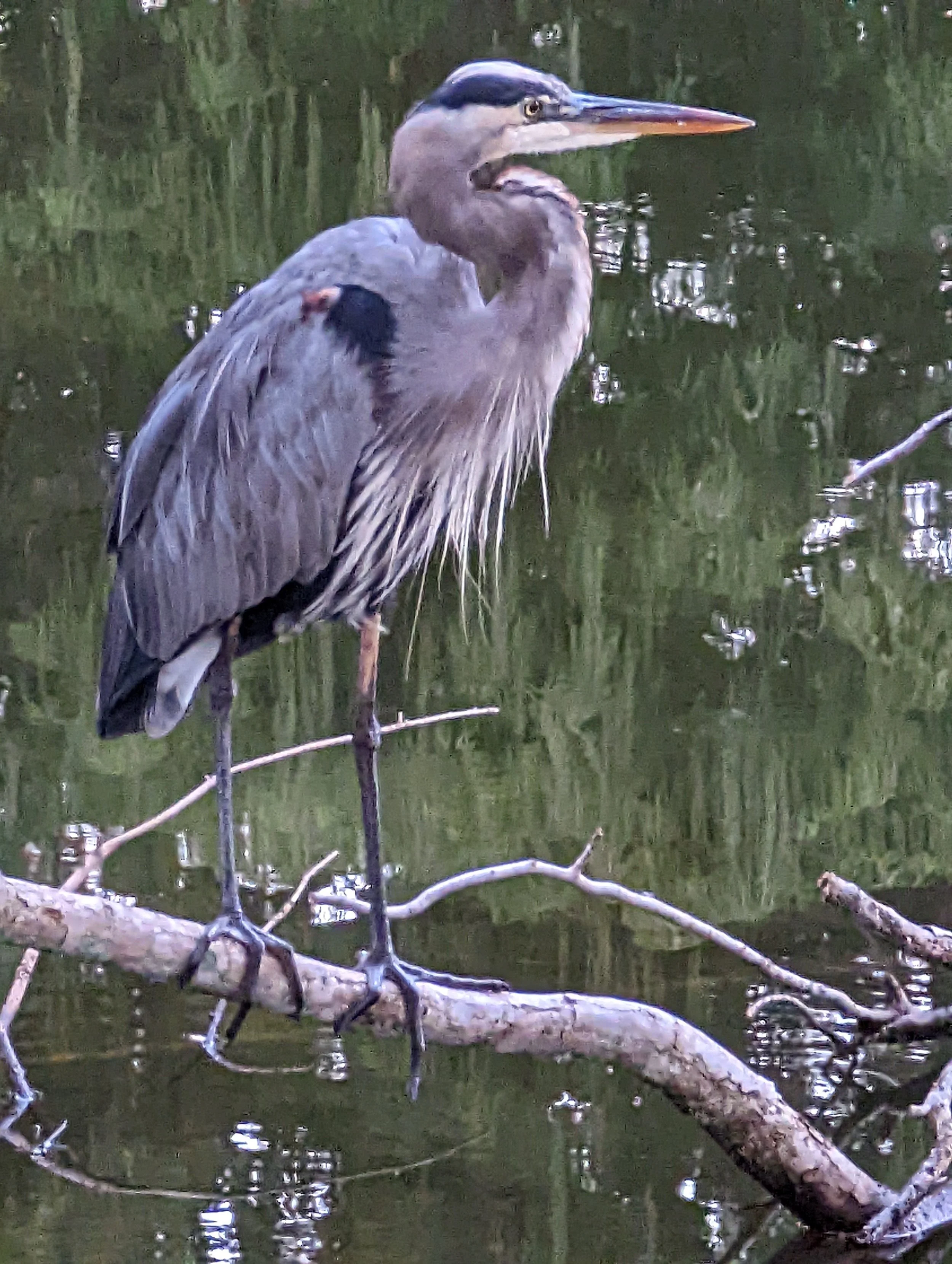 The Majestic Great Blue by Linda Armstrong