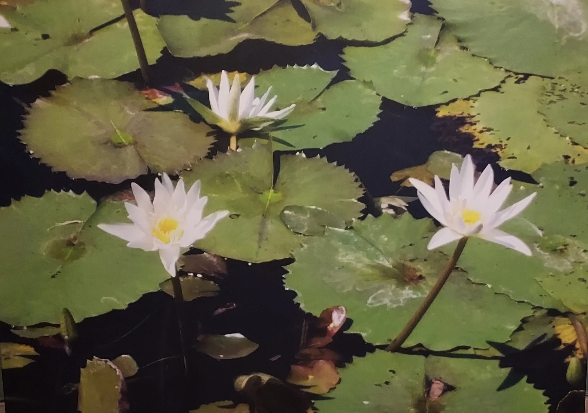 Untitled (Lotus) by Margene Moses