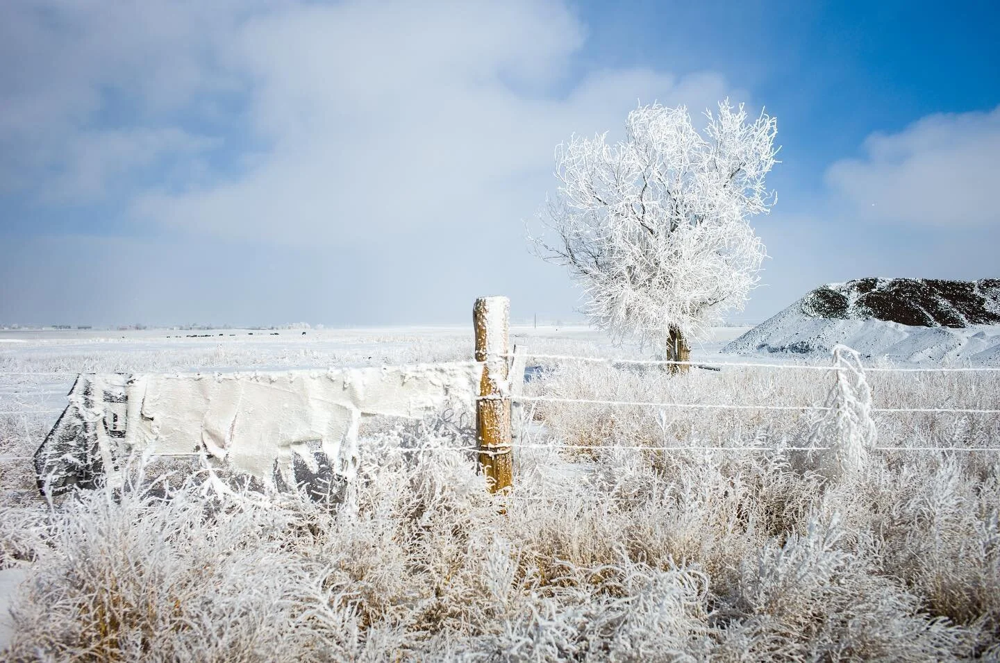 January has been so cold 🥶.
&bull;
&bull;
&bull;
&bull;
#january #snowcoveredtrees #landscapes #coloradolandscapes #freezingcold #wintercolors #leicaphotos #leicam11 #snowphotography #frozentrees #winterphoto #stilllifephotos #americanlandscape #col