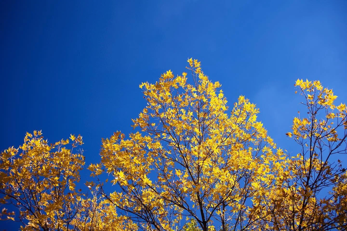 October leaves say their final goodbyes. 🍂 #fallleaves #leicam11 #summicron35mm