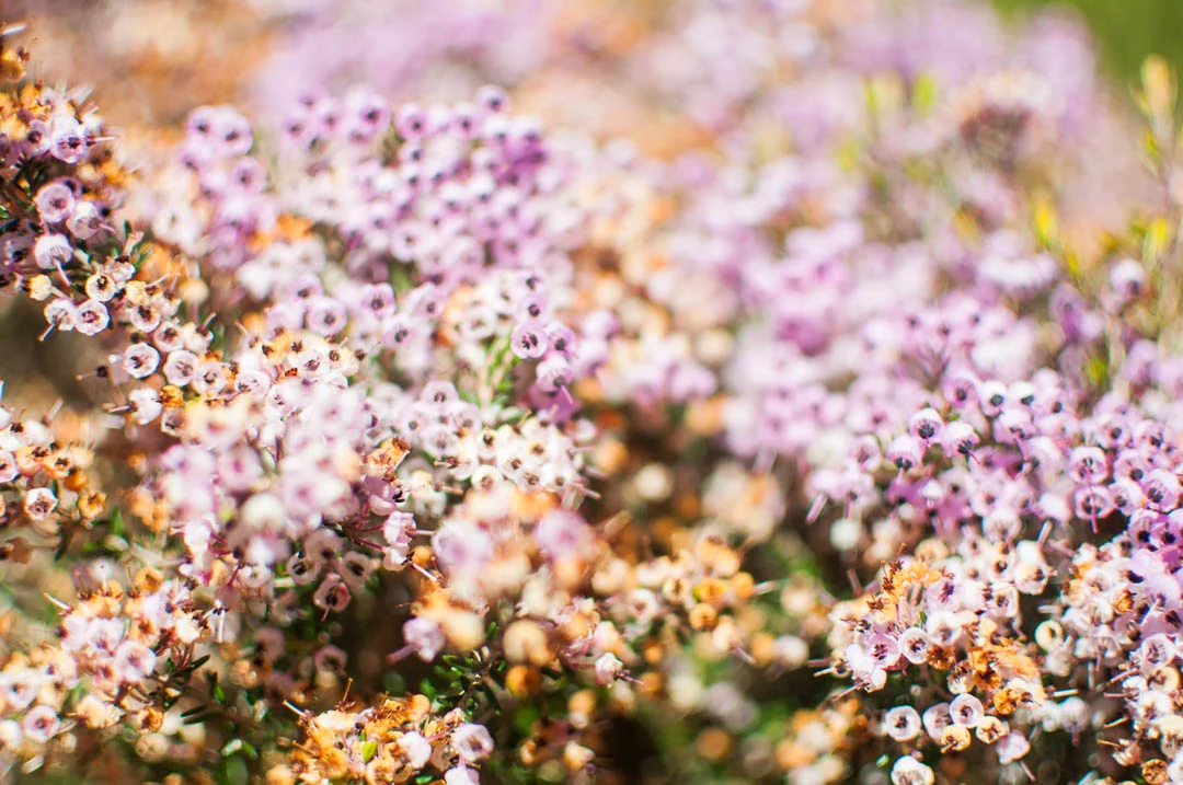 Botanic-Patonga (6 of 8).jpg