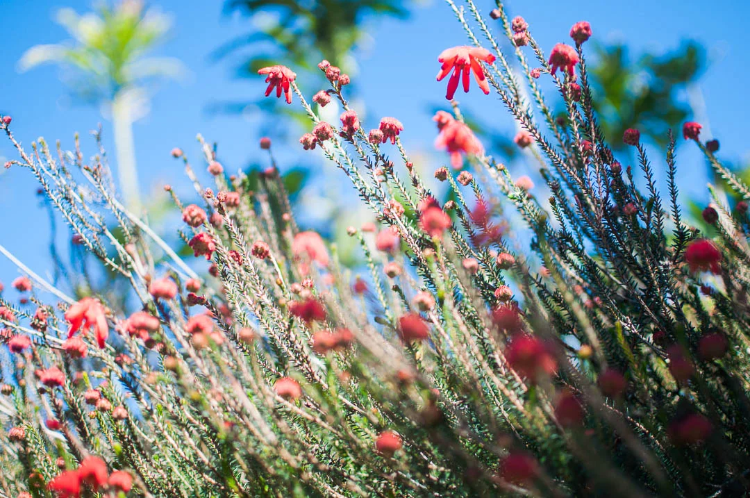 Botanic-Patonga (2 of 8).jpg