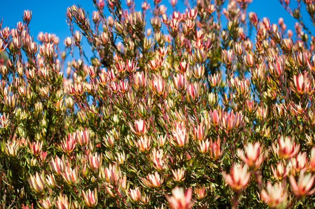 Botanic-Patonga (3 of 8).jpg