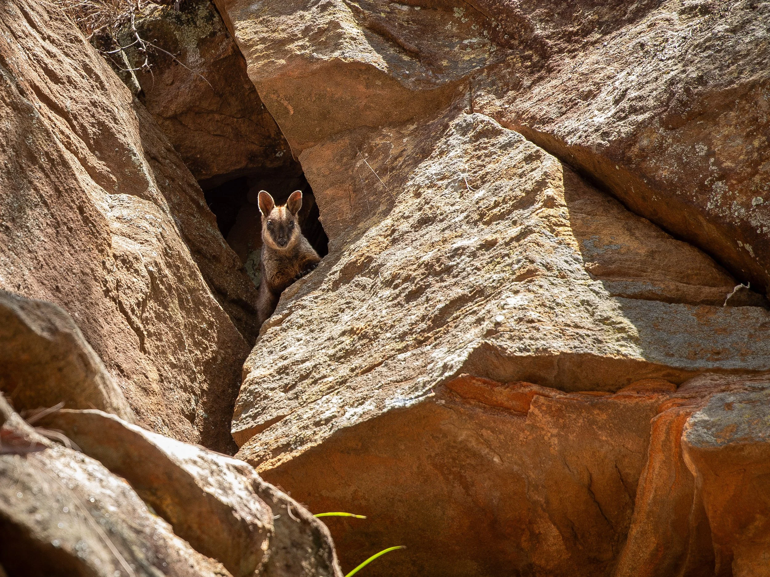 The anxiety-bearer, who bears our burdens