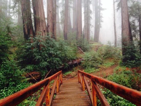 Ewolsdon Trail, Julia Pfeiffer Burns State Park, Big Sur
