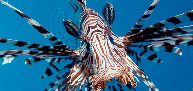 Lionfish