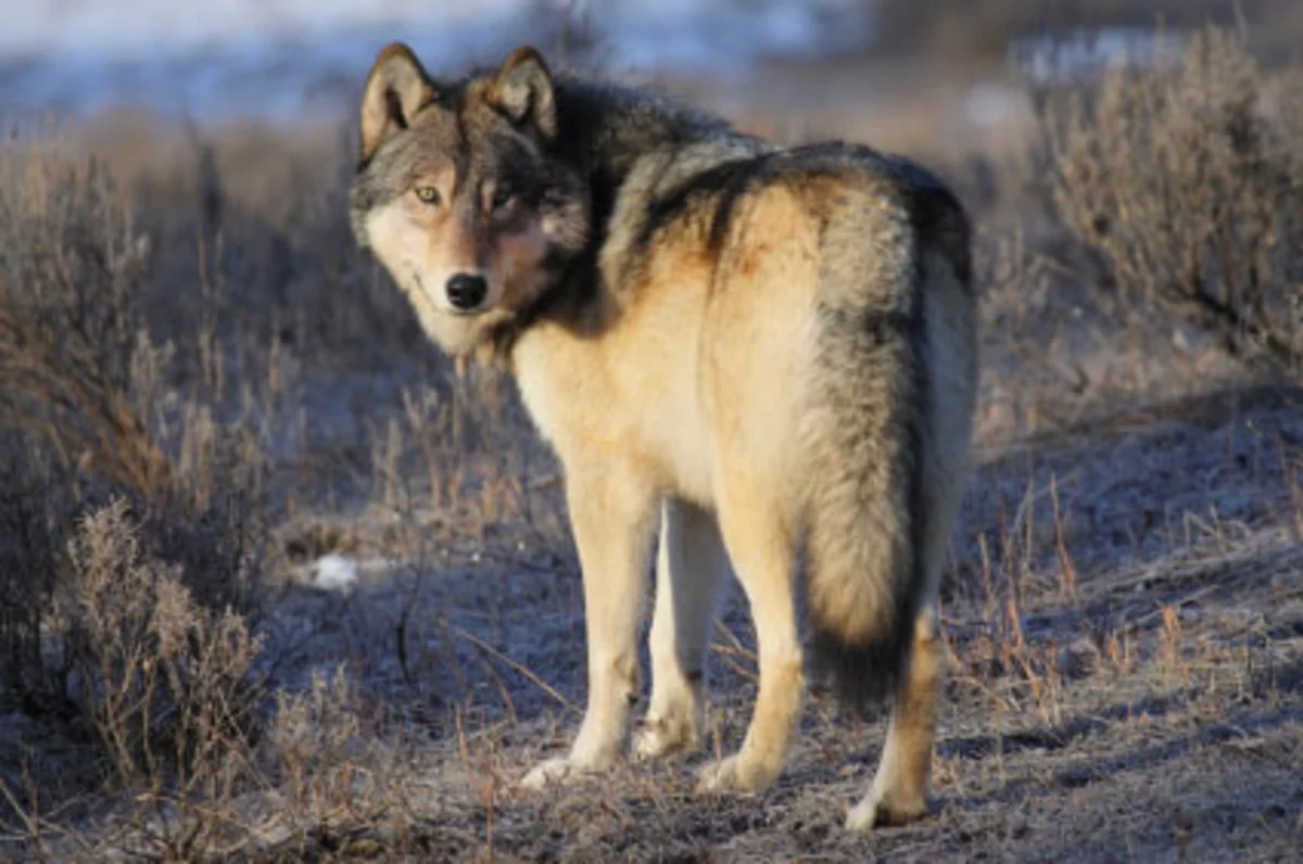 Gifts from the Wolves in Yellowstone