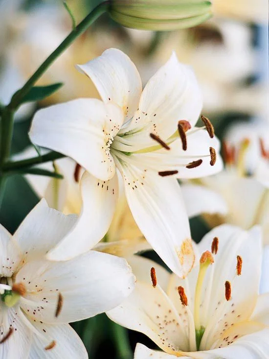 Casablanca Lilies