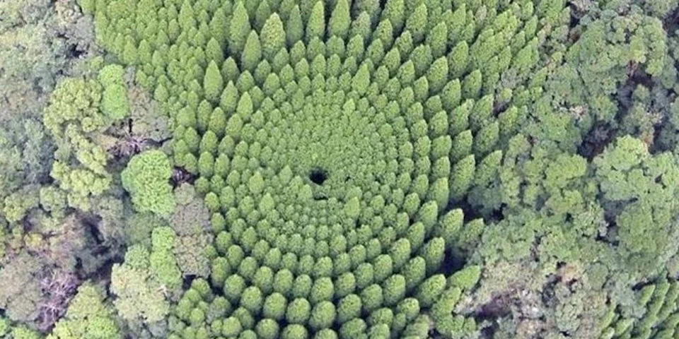 Tree 'Crop Circles' Sprout in Japan