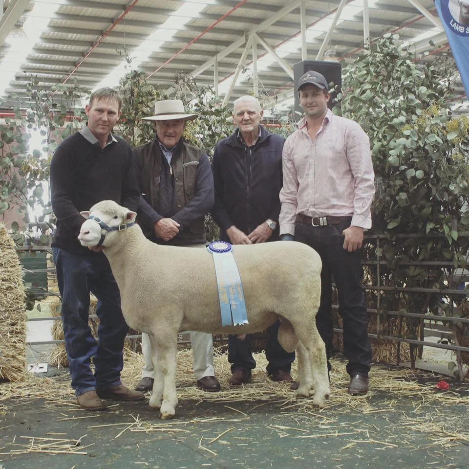 Investment Springwaters Poll Dorset Stud.jpg