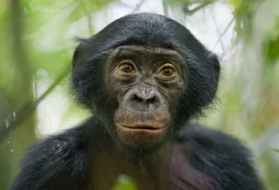 bonobo.jpg