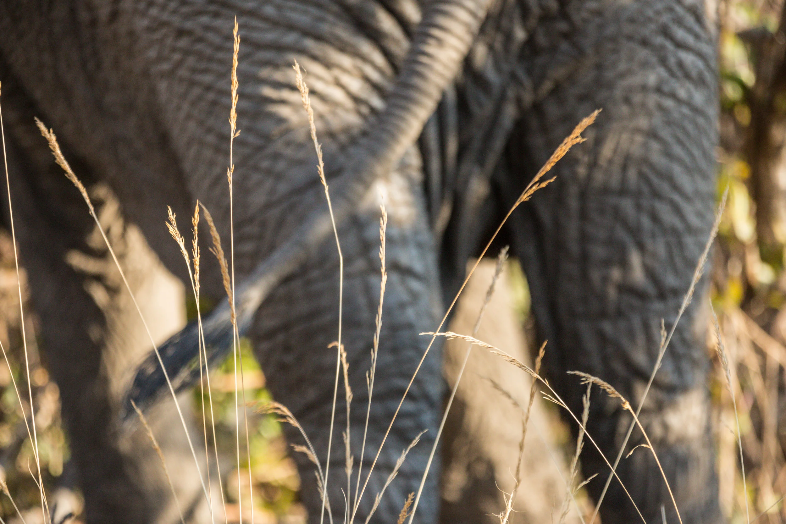 Sinamatella - Rare Earth - Welgevonden - 20170808 - 617.jpg