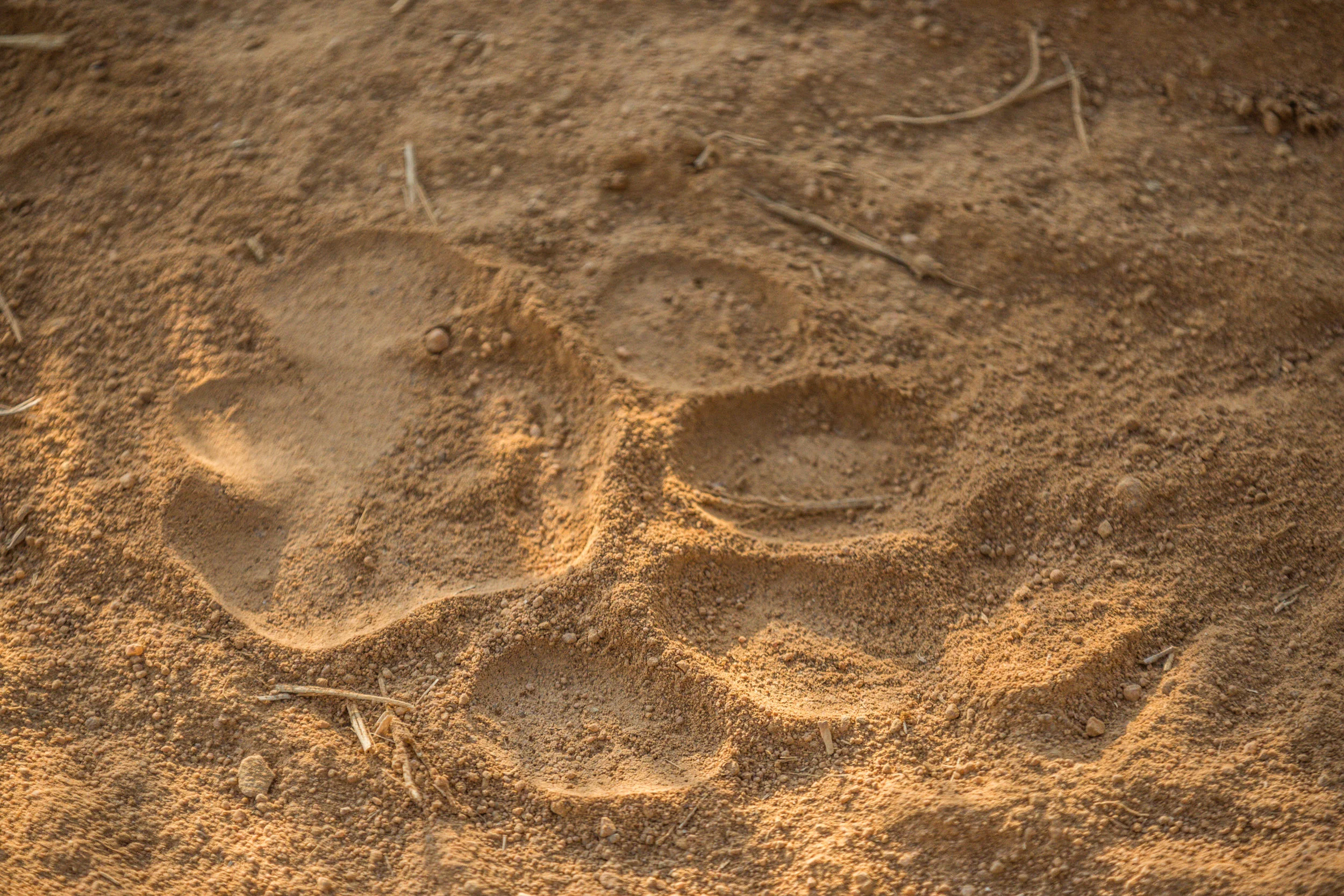 Sinamatella - Rare Earth - Welgevonden - 20170809 - 1207.jpg