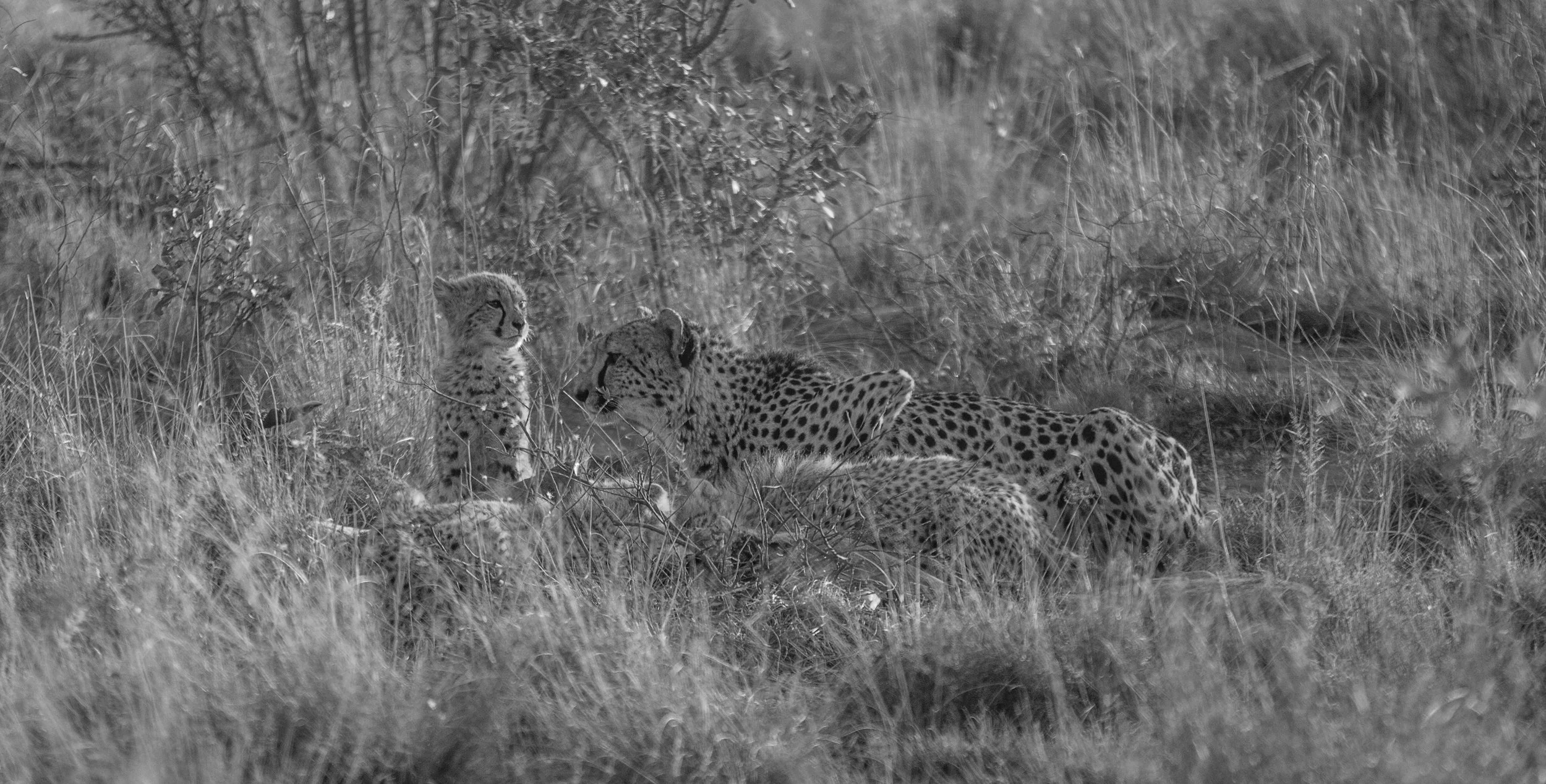 Sinamatella - Rare Earth - Welgevonden - 20170809 - 1033.jpg