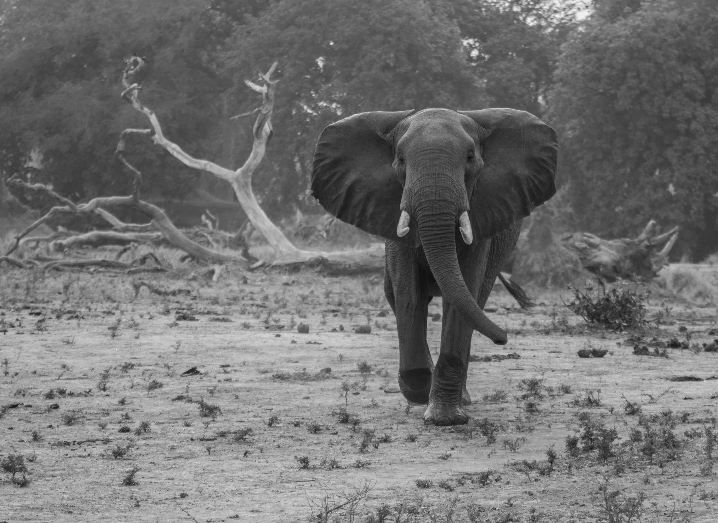 Sinamatella - Zimbabwe 2016 - 20150919 - 2661.jpg