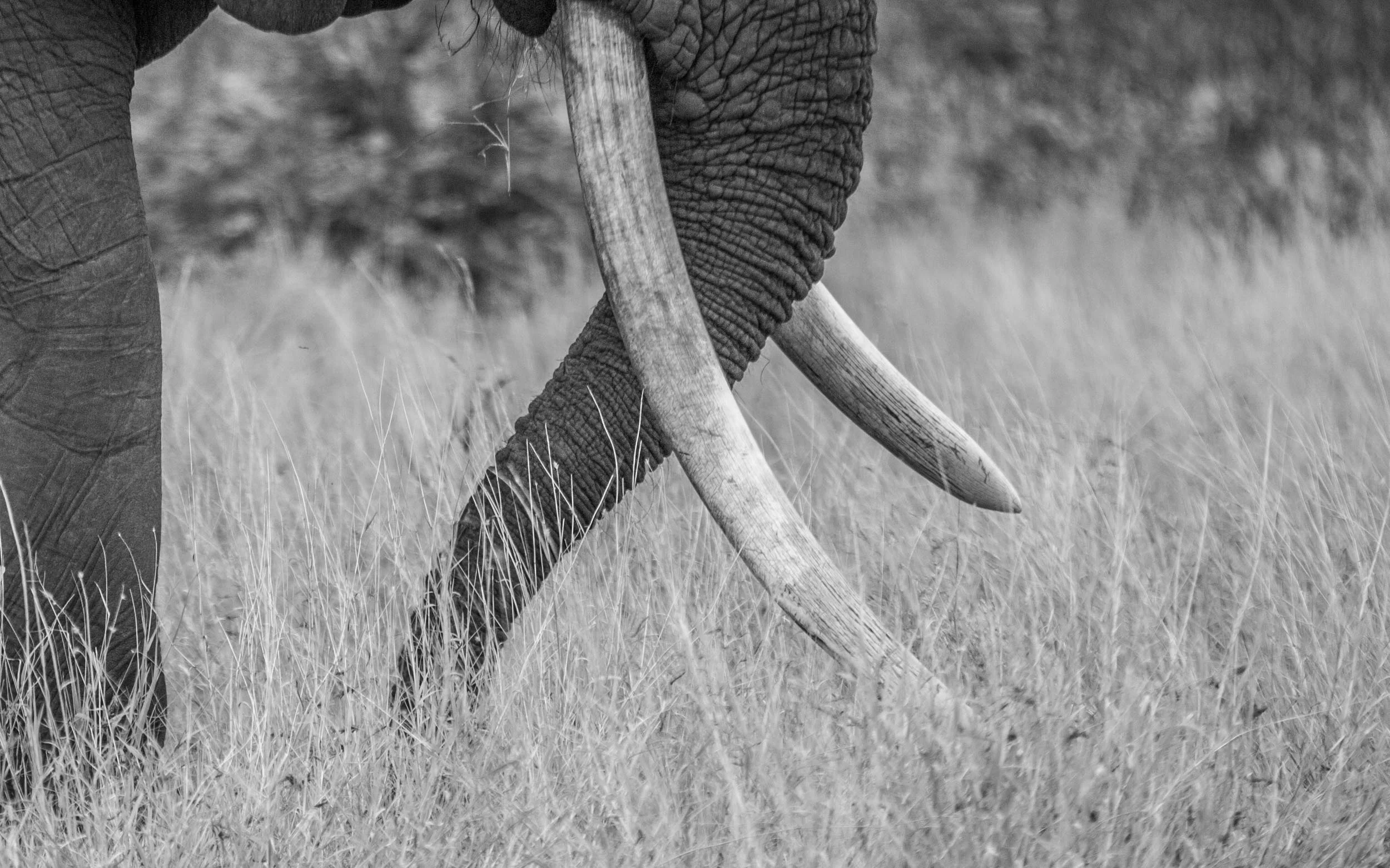 Sinamatella - Kruger 2017 - 20170415 - 101.jpg