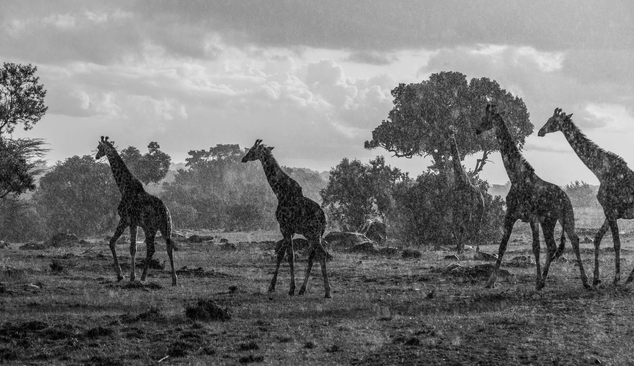 Sinamatella - Angama Mara - 20150701 - 700-2.jpg