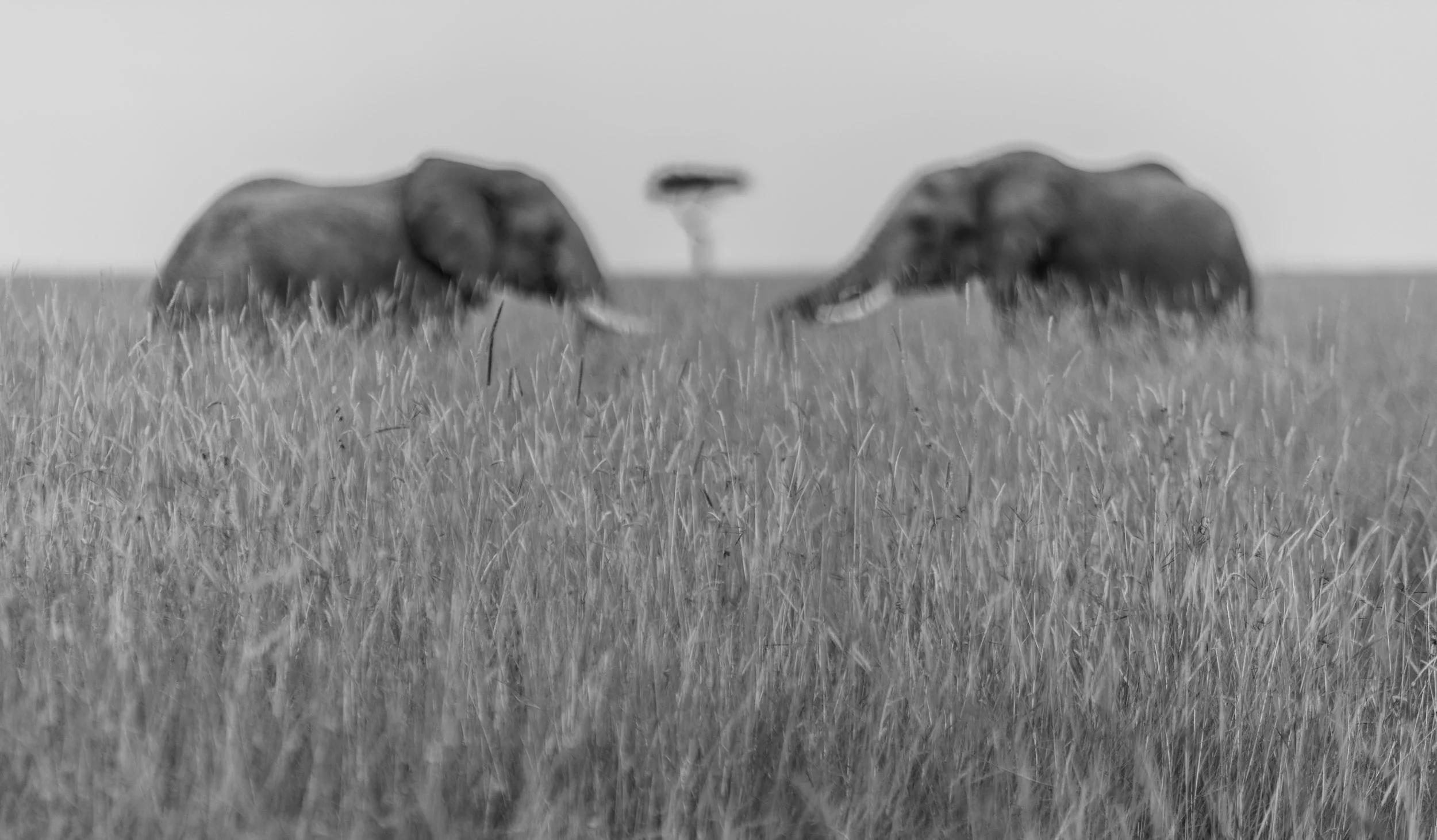 Sinamatella - Angama Mara - 20150702 - 1669.jpg