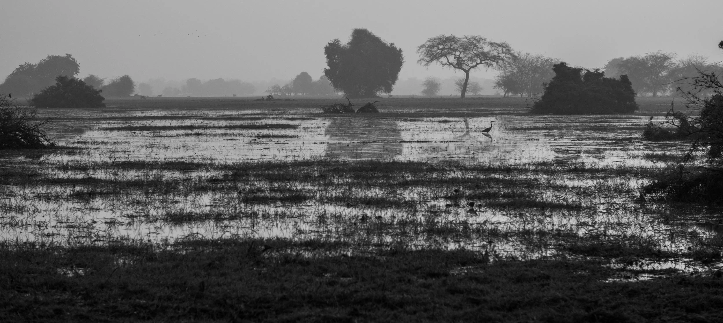 Sinamatella - Chad - Zakouma - 20180303 - 808.jpg