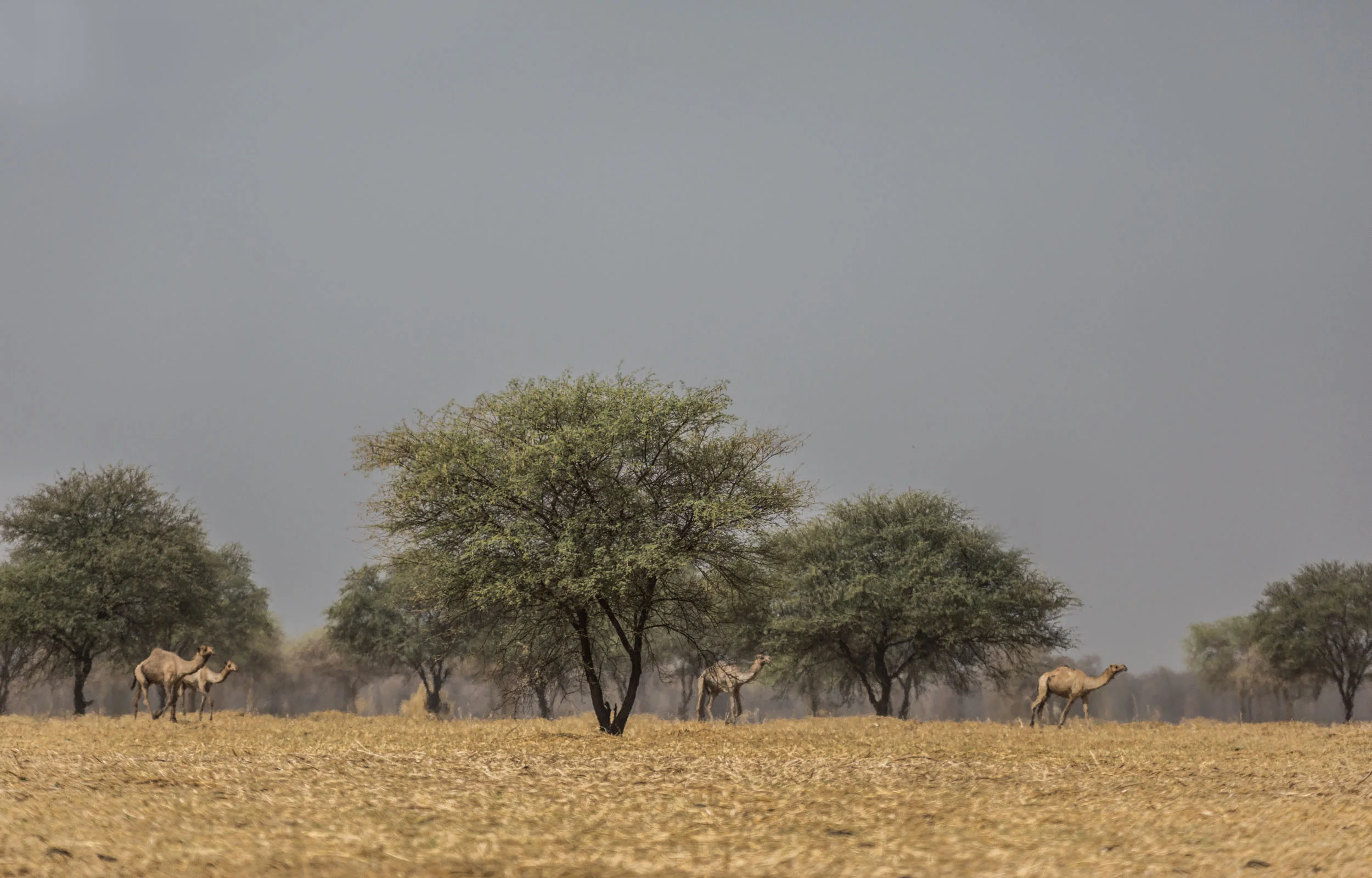 Sinamatella - Chad - Zakouma - 20180306 - 1528.jpg