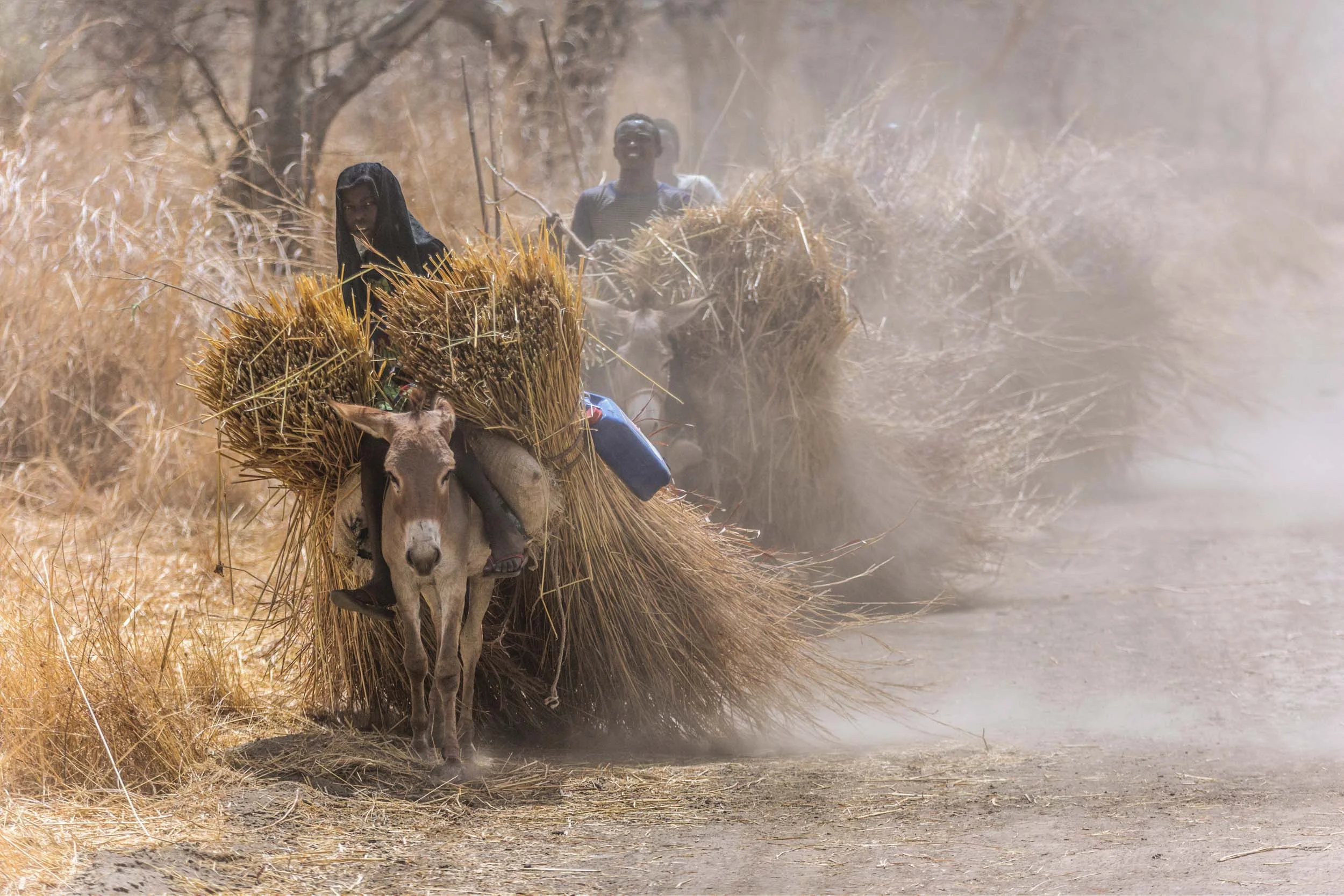 Sinamatella - Chad - Zakouma - 20180306 - 1635.jpg