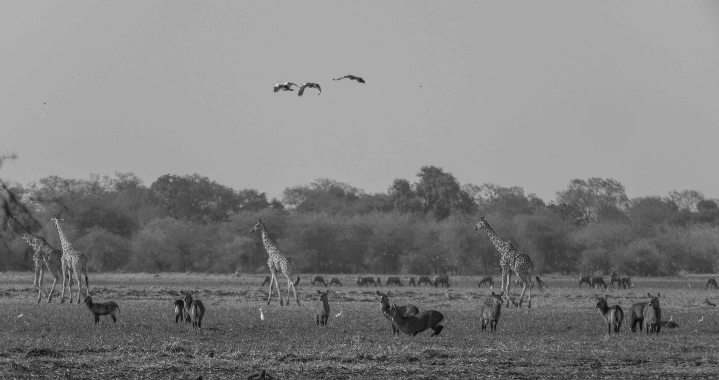 Sinamatella - Chad - Zakouma - 20180302 - 448.jpg
