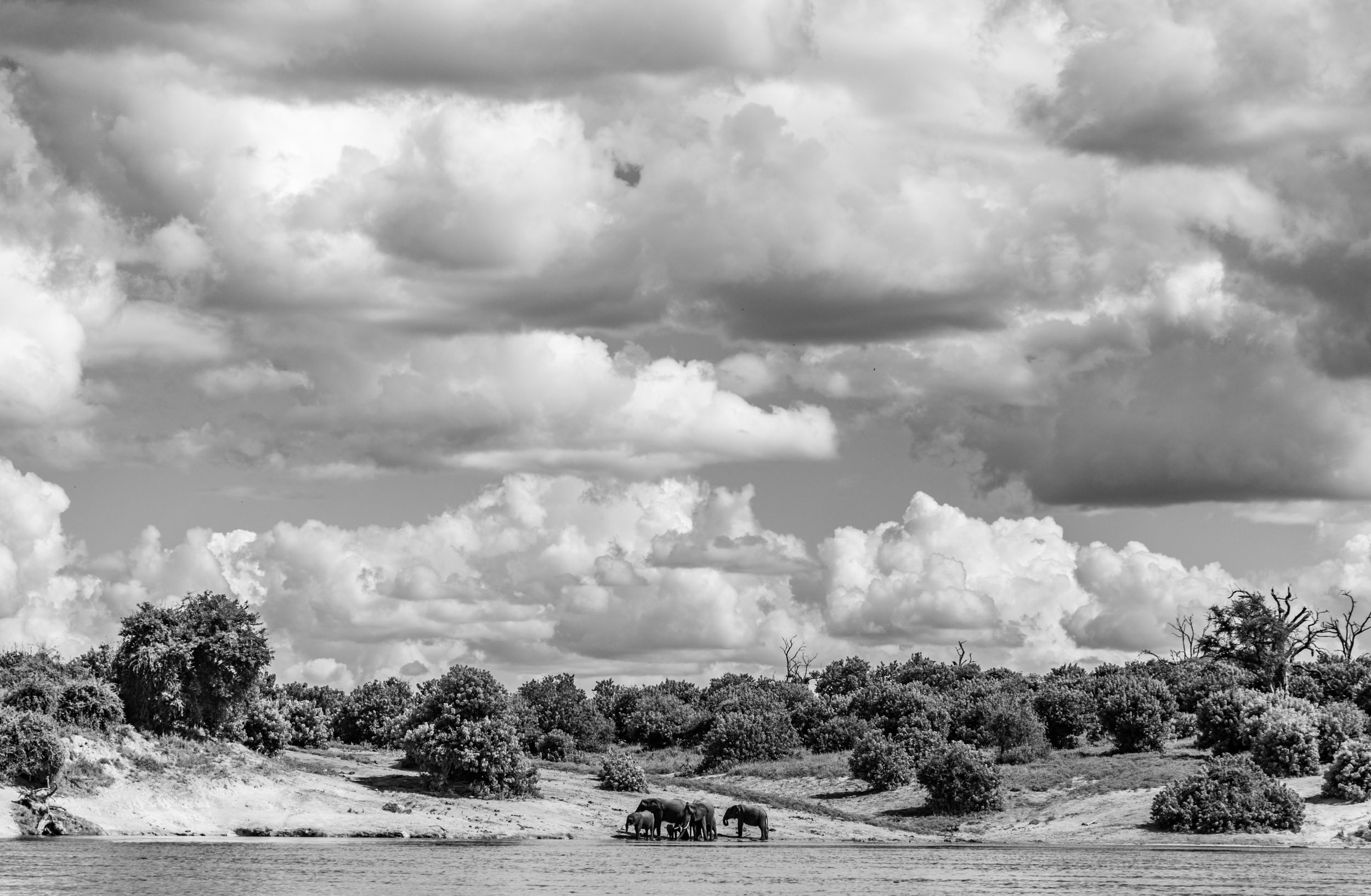 Sinamatella - Africa Trip - Chobe - 20180414 - 470-2.jpg