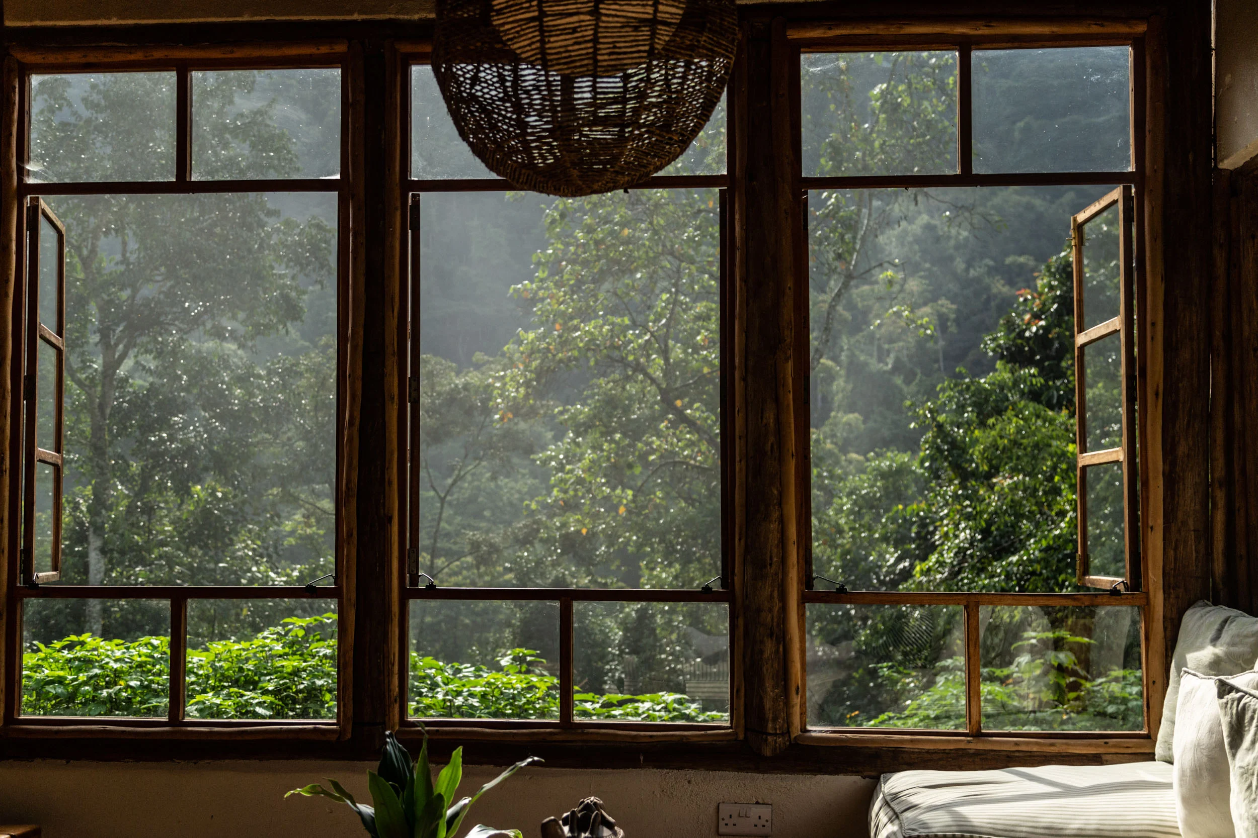 Sinamatella - Uganda - Bwindi - 20180912 - 928.jpg