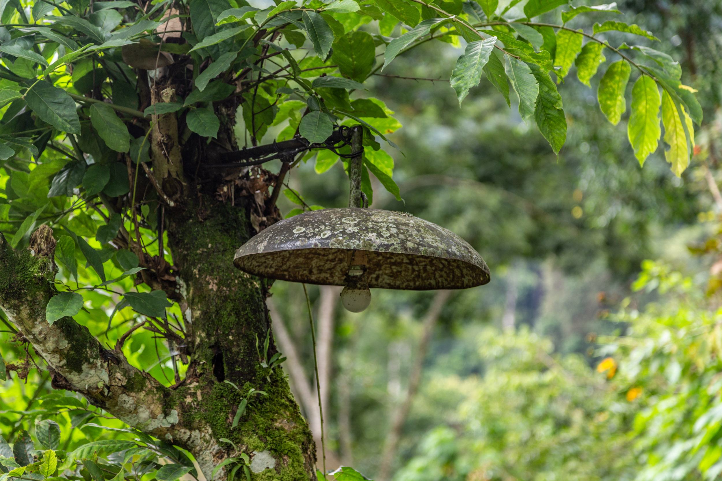 Sinamatella - Uganda - Bwindi - 20180911 - 787.jpg