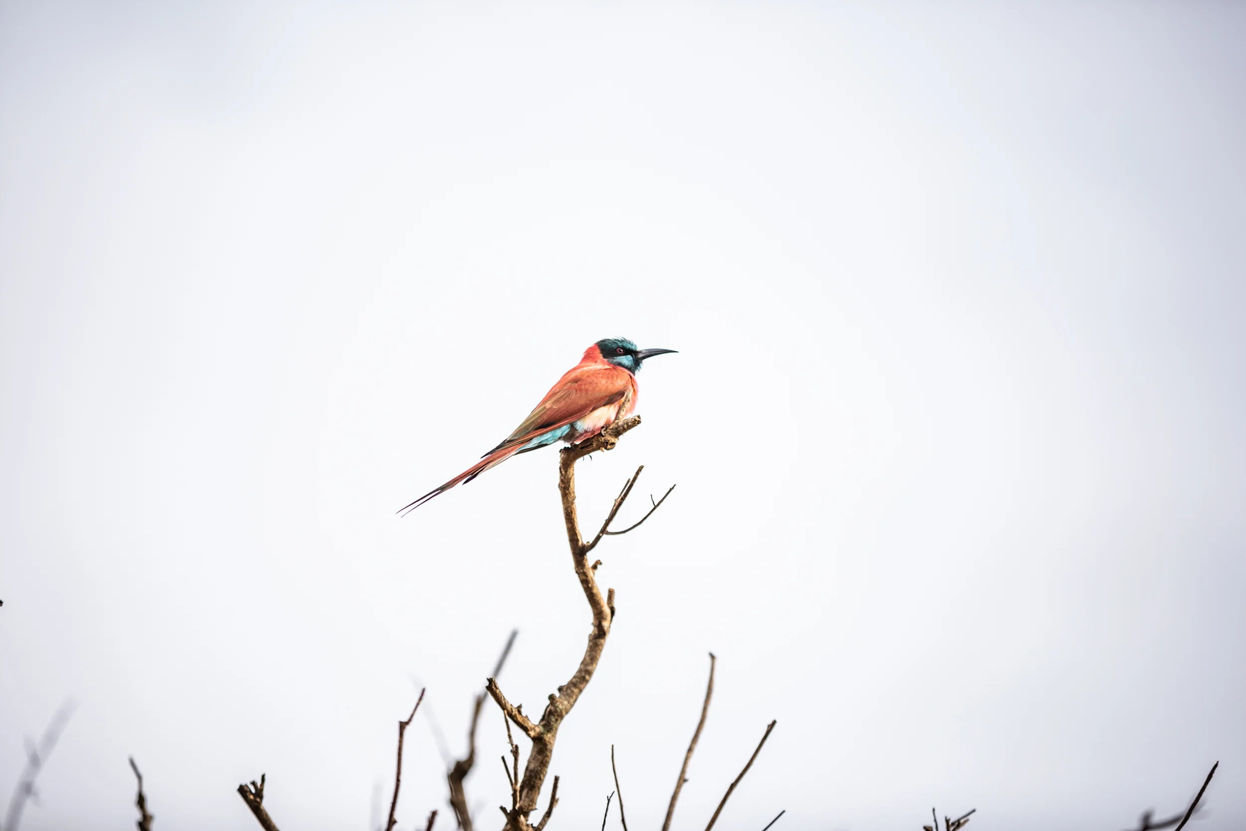 Sinamatella - Uganda - Murchison Falls - 20180829 - 284.jpg