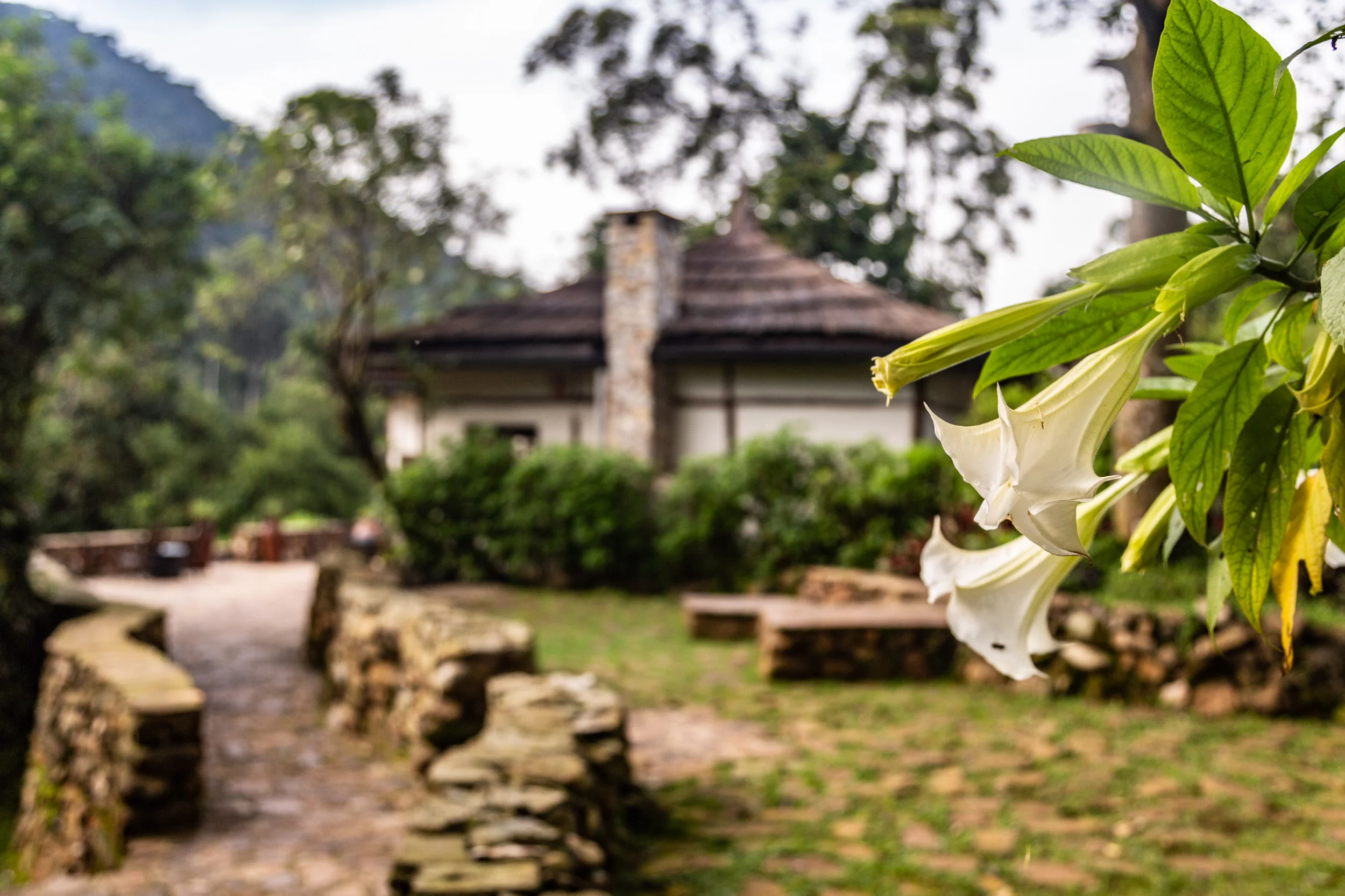 Sinamatella - Uganda - Bwindi - 20180911 - 273.jpg