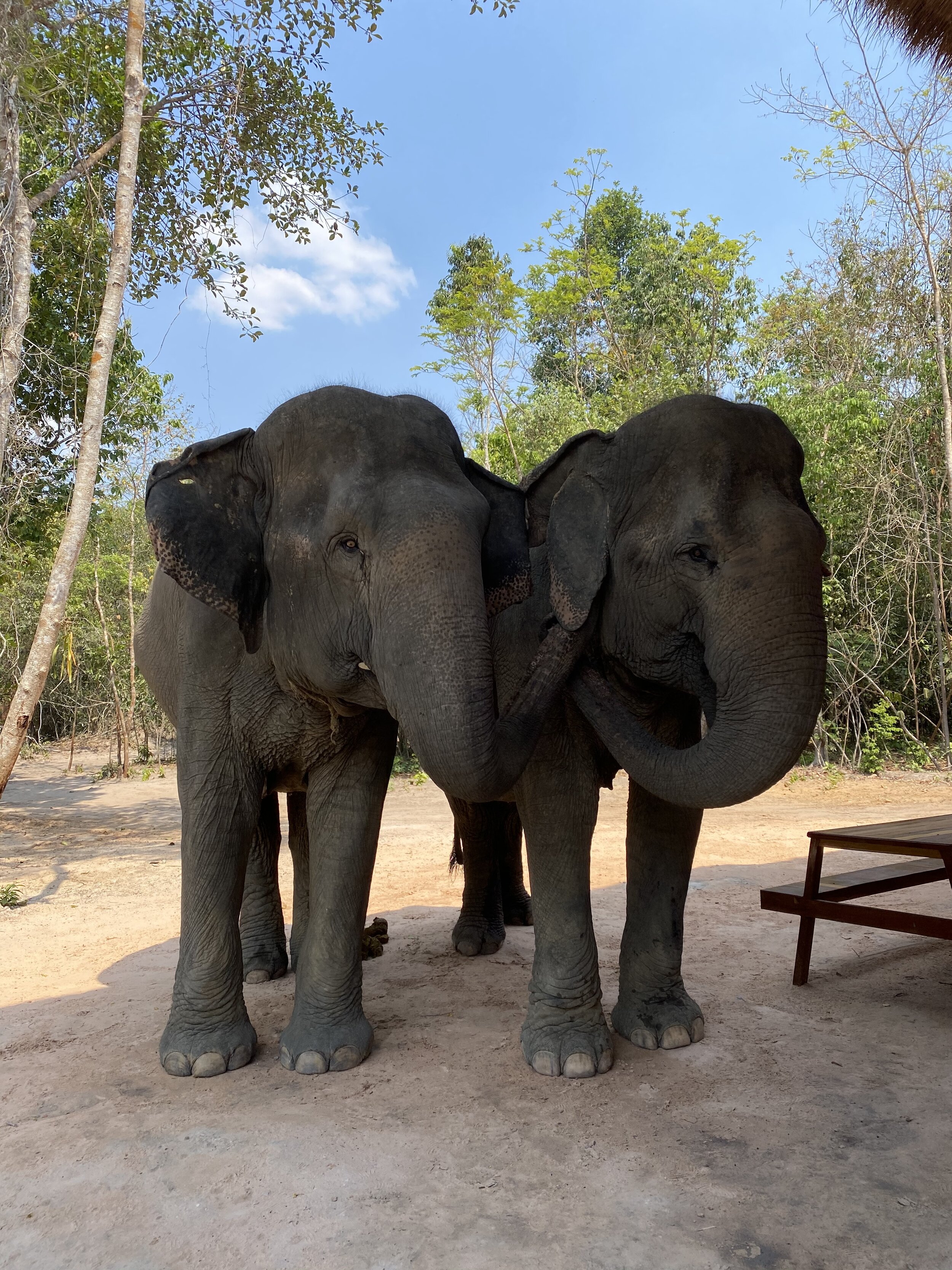 Siem Reap Local Heroes #2 - Kulen Elephant Forest