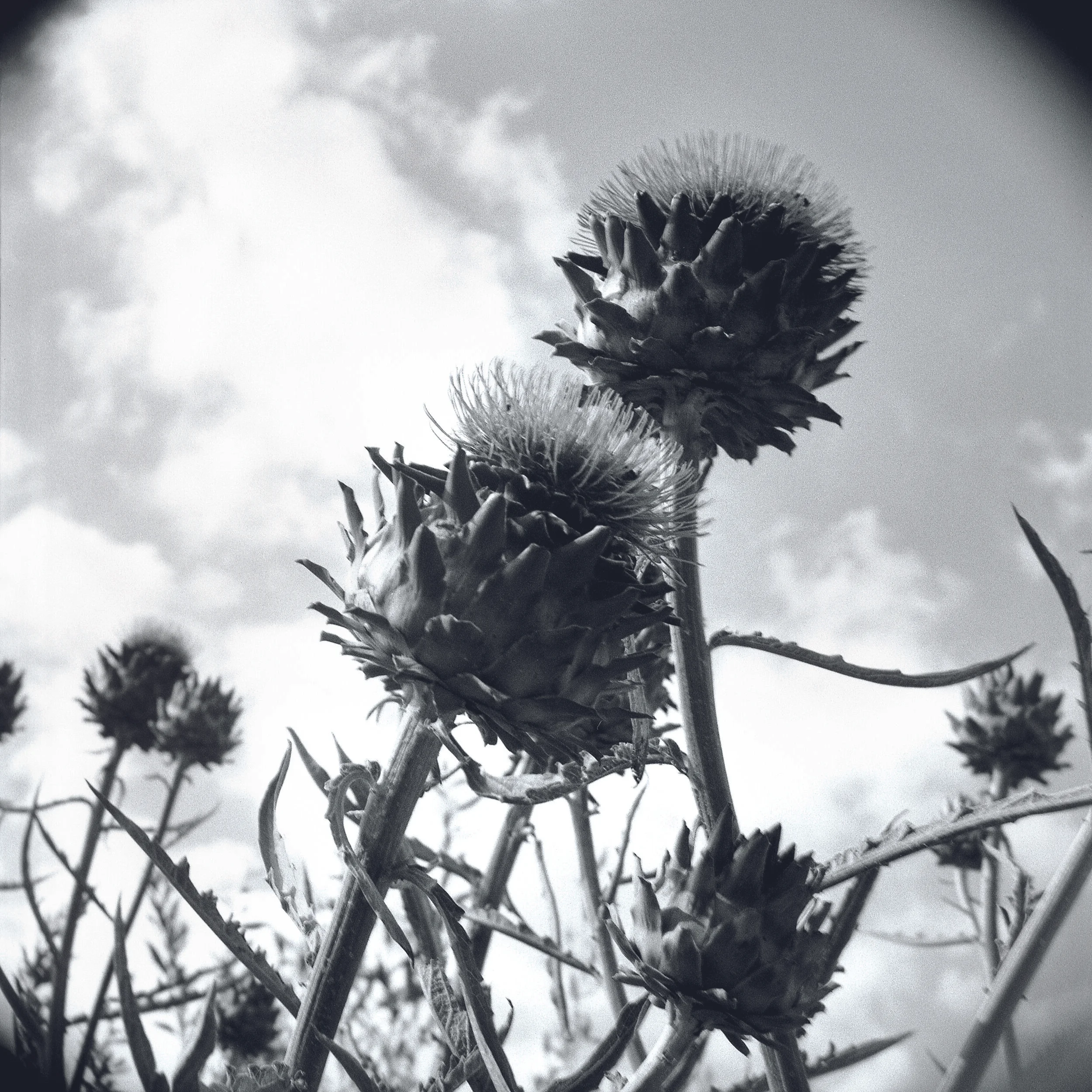 2011-102-05 R c SCA cc BP +nlc BLURB2.jpg