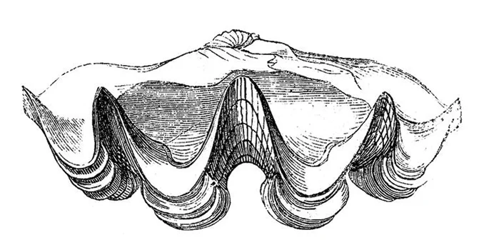 Mariners-oyster-(web).jpg
