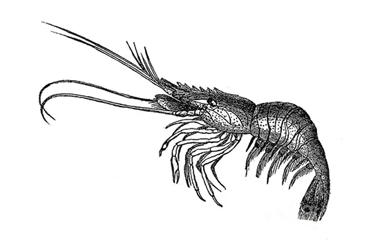 prawn-(web).jpg