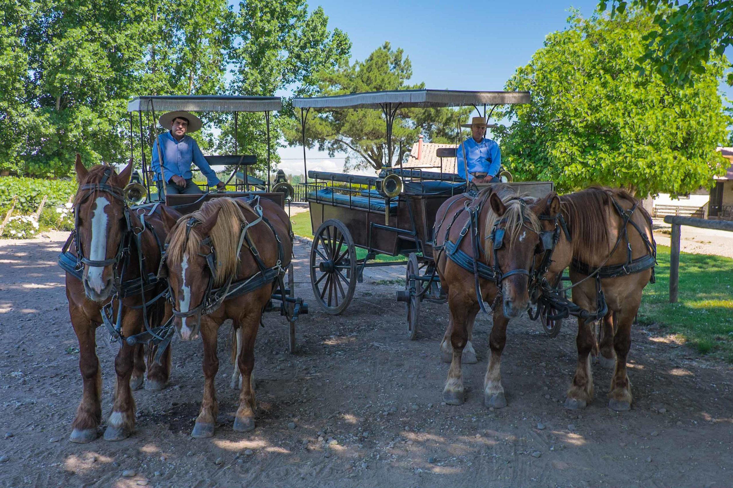  Horse carts, Viu Manent |&nbsp; ©John Szabo (published by Jacqui Small)  